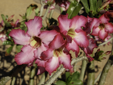 APII jpeg image of Adenium multiflorum  © contact APII