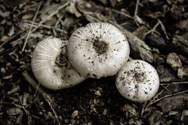 APII jpeg image of Agaricus  © contact APII