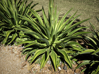 APII jpeg image of Agave americana  © contact APII