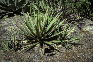 APII jpeg image of Agave lechuguilla  © contact APII