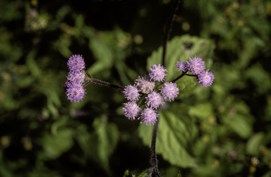 APII jpeg image of Ageratum houstonianum  © contact APII