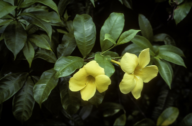 APII jpeg image of Allamanda cathartica  © contact APII