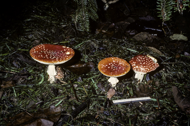 APII jpeg image of Amanita muscaria  © contact APII