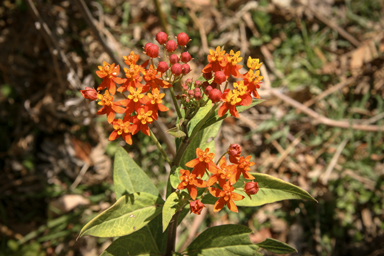 APII jpeg image of Asclepias curassavica  © contact APII