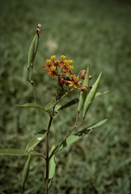 APII jpeg image of Asclepias curassavica  © contact APII