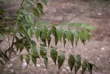 APII jpeg image of Azadirachta indica  © contact APII