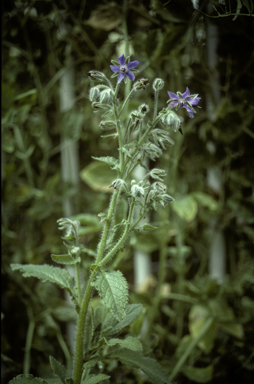 APII jpeg image of Borago officinalis  © contact APII