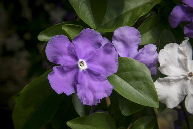 APII jpeg image of Brunfelsia australis  © contact APII