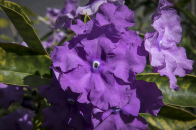 APII jpeg image of Brunfelsia pauciflora  © contact APII