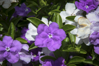 APII jpeg image of Brunfelsia uniflora  © contact APII