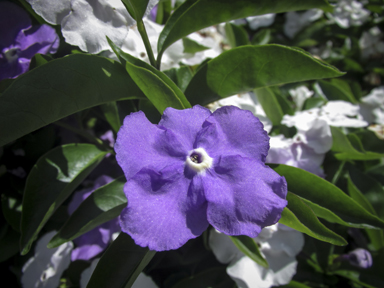 APII jpeg image of Brunfelsia uniflora  © contact APII