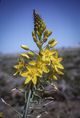 APII jpeg image of Bulbine bulbosa  © contact APII