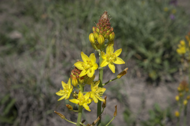 APII jpeg image of Bulbine bulbosa  © contact APII