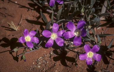 APII jpeg image of Calandrinia balonensis  © contact APII