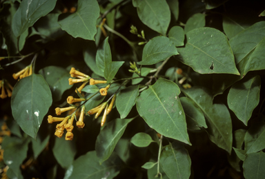 APII jpeg image of Cestrum aurantiacum  © contact APII