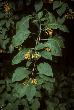 APII jpeg image of Cestrum aurantiacum  © contact APII