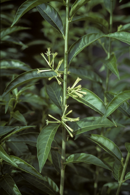 APII jpeg image of Cestrum nocturnum  © contact APII