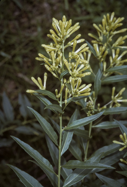 APII jpeg image of Cestrum parqui  © contact APII