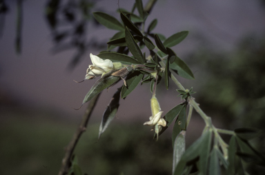 APII jpeg image of Chamaecytisus palmensis  © contact APII