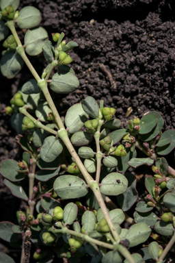 APII jpeg image of Euphorbia drummondii  © contact APII