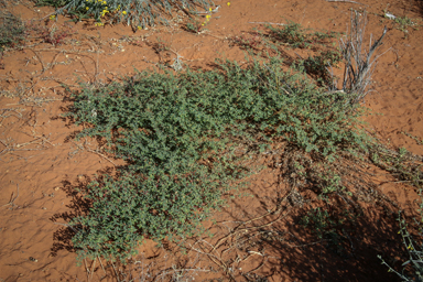 APII jpeg image of Euphorbia myrtoides  © contact APII