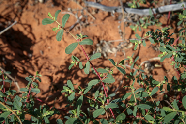 APII jpeg image of Euphorbia myrtoides  © contact APII