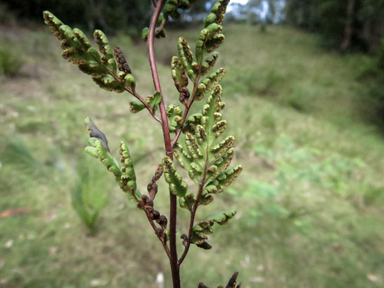 APII jpeg image of Cheilanthes sieberi  © contact APII