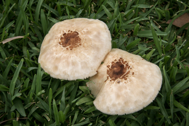 APII jpeg image of Chlorophyllum molybdites  © contact APII