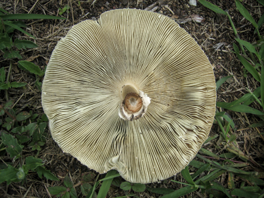 APII jpeg image of Chlorophyllum molybdites  © contact APII