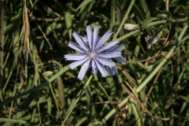 APII jpeg image of Cichorium intybus  © contact APII