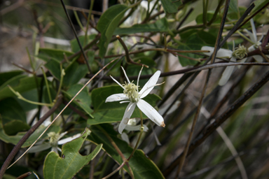 APII jpeg image of Clematis glycinoides  © contact APII