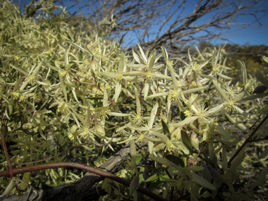 APII jpeg image of Clematis microphylla  © contact APII