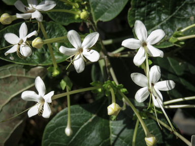 APII jpeg image of Clerodendrum floribundum  © contact APII