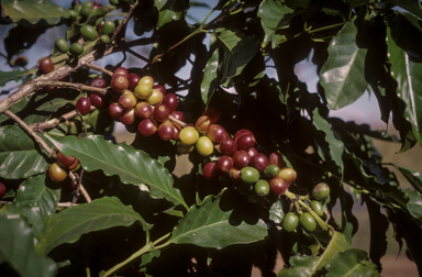 APII jpeg image of Coffea arabica  © contact APII