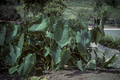 APII jpeg image of Colocasia esculenta  © contact APII