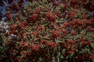 APII jpeg image of Cotoneaster glaucophyllus  © contact APII