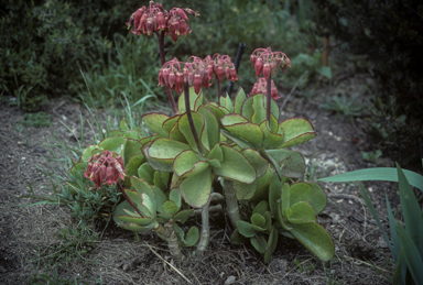 APII jpeg image of Cotyledon orbiculata  © contact APII