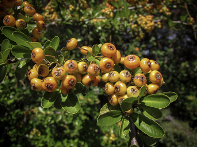 APII jpeg image of Crataegus monogyna  © contact APII