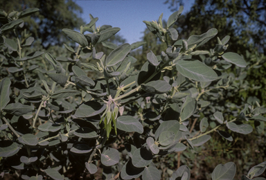 APII jpeg image of Crotalaria cunninghamii subsp. cunninghamii  © contact APII