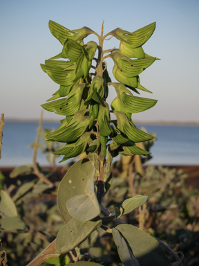 APII jpeg image of Crotalaria cunninghamii subsp. cunninghamii  © contact APII