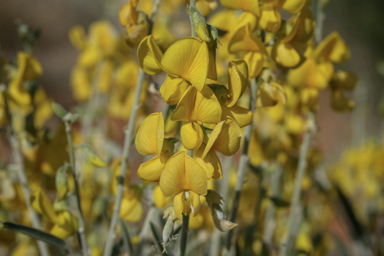 APII jpeg image of Crotalaria eremaea subsp. eremaea  © contact APII