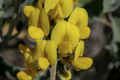 APII jpeg image of Crotalaria novae-hollandiae  © contact APII