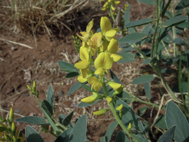 APII jpeg image of Crotalaria novae-hollandiae  © contact APII