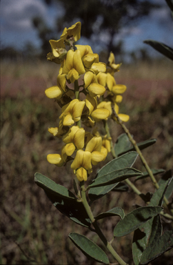 APII jpeg image of Crotalaria novae-hollandiae subsp. novae-hollandiae  © contact APII