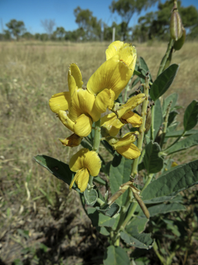 APII jpeg image of Crotalaria novae-hollandiae subsp. novae-hollandiae  © contact APII