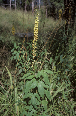 APII jpeg image of Crotalaria pallida var. obovata  © contact APII