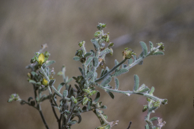 APII jpeg image of Crotalaria ramosissima  © contact APII