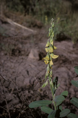 APII jpeg image of Crotalaria retusa  © contact APII