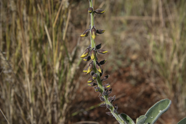 APII jpeg image of Crotalaria smithiana  © contact APII