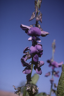 APII jpeg image of Crotalaria verrucosa  © contact APII